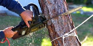 How Our Tree Care Process Works  in  Palm River Clair Mel, FL