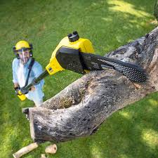 Best Tree Removal Service  in Palm River Clair Mel, FL