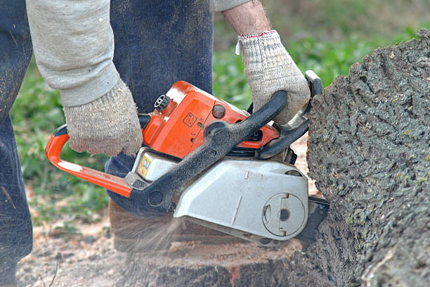 Best Tree Trimming and Pruning  in Palm River Clair Mel, FL