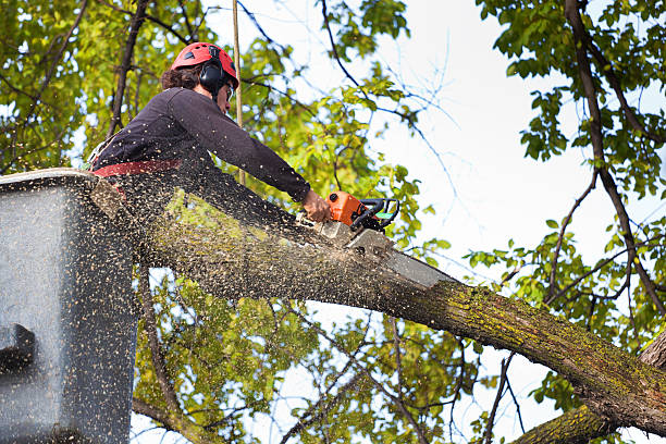 Professional Tree Services in Palm River Clair Mel, FL