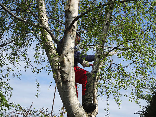 Best Emergency Tree Removal  in Palm River Clair Mel, FL