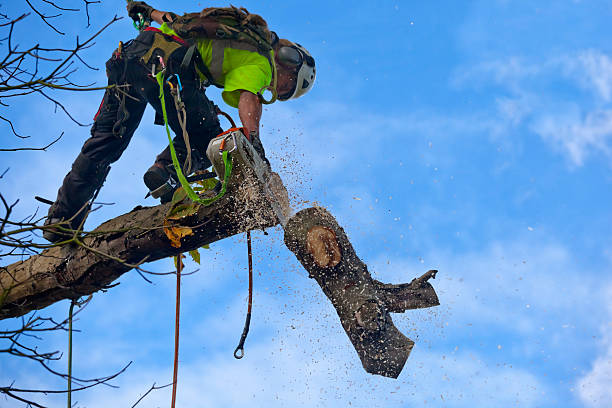 Best Tree Removal Service  in Palm River Clair Mel, FL